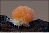 Raspberry Slime Mold - Raspberry Slime Mold