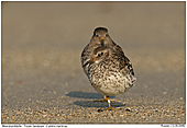 Purple Sandpiper - Pruple Sandpiper