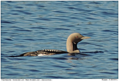 Black-throated Loon - Black-throated Loon
