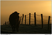 Cow - Cow in sunrise