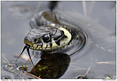 Grass Snake - Grass Snake