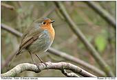 European Robin - European Robin