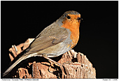 European Robin - European Robin
