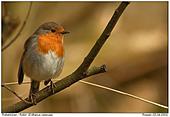 European Robin - European Robin
