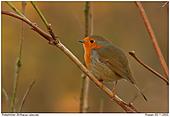 Robin - Robin in the morning light
