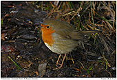 European Robin - European Robin