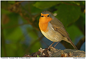 European Robin - European Robin