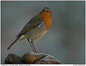 European Robin - Eating out of my hands