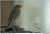 European Robin - Robin