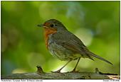 European Robin - Robin in the shadow