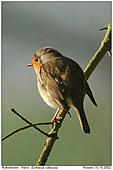 European Robin - In Side-Light