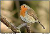European Robin - Robin