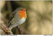 European Robin - European Robin