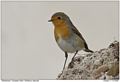 European Robin - European Robin