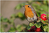 Eurpean Robin - European Robin