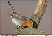European Robin - European Robin Searching For Food