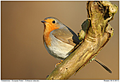 European Robin - European Robin