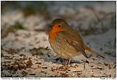 Robin - Robin In The Snow