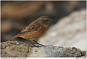 Stonechat - Stonechat