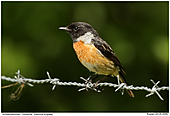 Stonechat - Stonechat