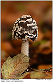 Magpie Inkcap - Magpie Inkcap