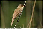 Marsch Warbler - Marsch Warbler