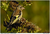European Goldfinch - Juvenile European Goldfinch