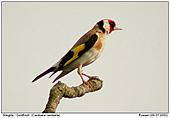 Goldfinch - European Goldfinch