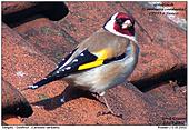 European Goldfinch - Colourful