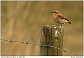 Wheatear - Female Wheatear