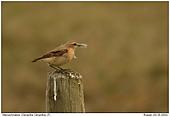 Wheatear - Something for the nest