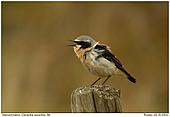 Wheatear - Singing