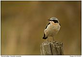 Wheatear - Wheatear