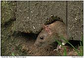 Brown Rat - Brown Rat