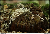Udefined Fungi - Mushrooms on wood