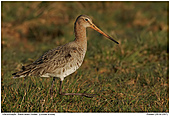 Black-tailed Godwit - Black-tailed Godwit