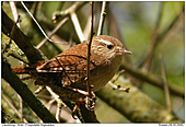 Wren - In the thicket