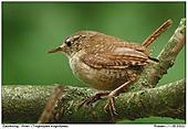 Wren - Wren