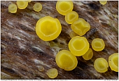 Yellow Fairy Cups - Yellow Fairy Cups