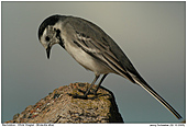 White Wagtail - White Wagtail