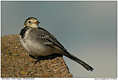 White Wagtail - Juvenile White Wagtail
