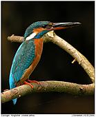 Kingfisher - Kingfisher with fish