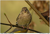 Greenfinch - The Female