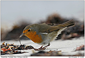 European Robin - Robin on the beach