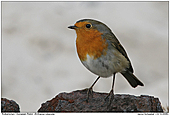 European Robin - Robin at a pile of steel