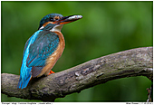 Comon Kingfisher - Female Kingfisher