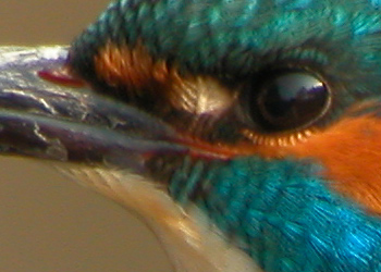 Original Crop of one of my Kingfisher Photos. Digiscoping Camera : Nikon Coolpix 5000