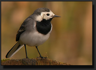 Foto : Galaxster GXS-T90ED + Nikon Coolpix 5000