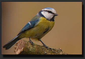 Foto : Galaxster GXS-T90ED + Nikon Coolpix 5000