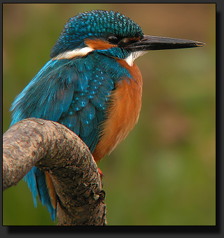 Foto : Galaxster GXS-T90ED + Nikon Coolpix 5000